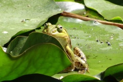 kteubner-biotopfast_frosch_18990389260_o